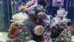 aquarium-von-steven-liebe-meerwasser-nano-cube-60l-marinus_Nano Cube