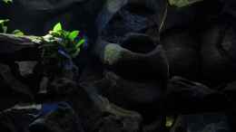 aquarium-von-bossie1704-dark-stones-of-malawi---nur-noch-als-beispiel_20.12.12 Beckenmitte mit Felsvorsprung
