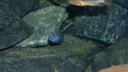aquarium-von-bossie1704-dark-stones-of-malawi---nur-noch-als-beispiel_Der jüngere Afra-Bock