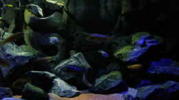 aquarium-von-bossie1704-dark-stones-of-malawi---nur-noch-als-beispiel_Rechte Beckenhälfte mit neuem Bodengrund