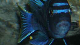 aquarium-von-bossie1704-dark-stones-of-malawi---nur-noch-als-beispiel_19.09.2011 Leider nicht ganz scharf geworden :o(