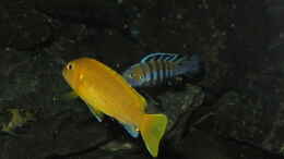 aquarium-von-bossie1704-dark-stones-of-malawi---nur-noch-als-beispiel_So sieht ein Johannii-Weibchen aus.
