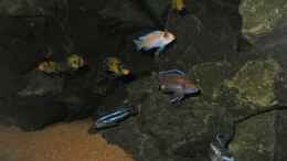 aquarium-von-bossie1704-dark-stones-of-malawi---nur-noch-als-beispiel_Versammlung
