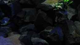 aquarium-von-bossie1704-dark-stones-of-malawi---nur-noch-als-beispiel_20.12.12 Mittlerer Steinaufbau im Nachmittagslicht