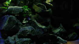 aquarium-von-bossie1704-dark-stones-of-malawi---nur-noch-als-beispiel_Beckenmitte im Schummerlicht