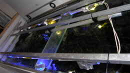 aquarium-von-bossie1704-dark-stones-of-malawi---nur-noch-als-beispiel_Gesamtansicht Beleuchtung