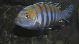 aquarium-von-bossie1704-dark-stones-of-malawi---nur-noch-als-beispiel_Cobue Bock 10.1.2013