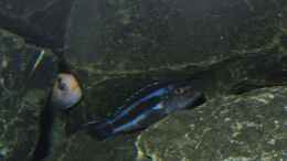 aquarium-von-bossie1704-dark-stones-of-malawi---nur-noch-als-beispiel_Such mich doch...
