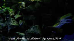 aquarium-von-bossie1704-dark-stones-of-malawi---nur-noch-als-beispiel_Mal ein anderer Blickwinkel
