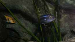 aquarium-von-bossie1704-dark-stones-of-malawi---nur-noch-als-beispiel_Mein jüngster Johannii-Bock 14.1.2013