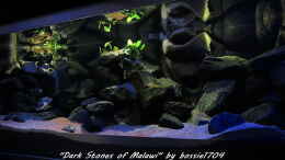 aquarium-von-bossie1704-dark-stones-of-malawi---nur-noch-als-beispiel_20.12.12 Gesamtansicht am Nachmittag