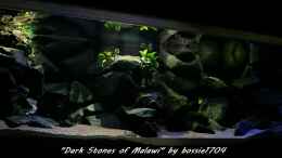aquarium-von-bossie1704-dark-stones-of-malawi---nur-noch-als-beispiel_Mittagszeit von links 22.12.12