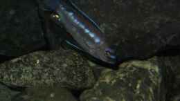 aquarium-von-bossie1704-dark-stones-of-malawi---nur-noch-als-beispiel_Im Vergleich noch mal der Bock