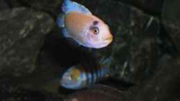 aquarium-von-bossie1704-dark-stones-of-malawi---nur-noch-als-beispiel_Estherae-Bock 9.1.2013