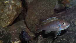 aquarium-von-bossie1704-dark-stones-of-malawi---nur-noch-als-beispiel_Mit neuer Cam-Einstellung (Unterwassermodus) geschossen 19.0