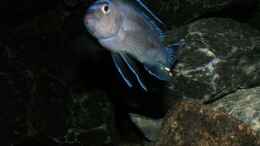 aquarium-von-bossie1704-dark-stones-of-malawi---nur-noch-als-beispiel_Lieblingsposition des Johanniis 14.1.2013
