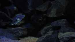aquarium-von-bossie1704-dark-stones-of-malawi---nur-noch-als-beispiel_20.12.12 In dieser Höhle wohnt der Cobue-Alphabock