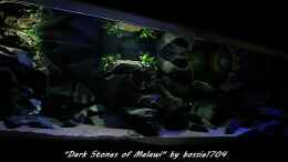 aquarium-von-bossie1704-dark-stones-of-malawi---nur-noch-als-beispiel_Dark Stones am Nachmittag 22.12.12