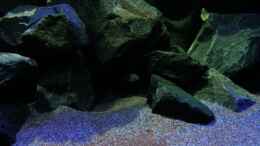 aquarium-von-bossie1704-dark-stones-of-malawi---nur-noch-als-beispiel_Huhuuuu 22.12.12