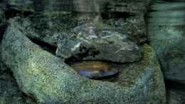 aquarium-von-bossie1704-dark-stones-of-malawi---nur-noch-als-beispiel_Hier die Transe noch mal unterm Ausguck ;-)