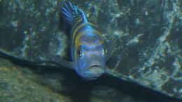 aquarium-von-bossie1704-dark-stones-of-malawi---nur-noch-als-beispiel_Zeig mir deine Zähne ;-)))