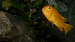 aquarium-von-bossie1704-dark-stones-of-malawi---nur-noch-als-beispiel_Johannii-Weib 9.1.2013