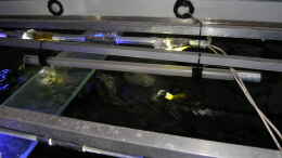 aquarium-von-bossie1704-dark-stones-of-malawi---nur-noch-als-beispiel_GHL Simu L LED-Stab