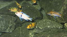 aquarium-von-bossie1704-dark-stones-of-malawi---nur-noch-als-beispiel_Der Pascha und seine Frauen...