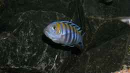 aquarium-von-bossie1704-dark-stones-of-malawi---nur-noch-als-beispiel_Der jüngste Cobue-Bock 14.1.2013