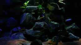 aquarium-von-bossie1704-dark-stones-of-malawi---nur-noch-als-beispiel_Beckenmitte am Nachmittag