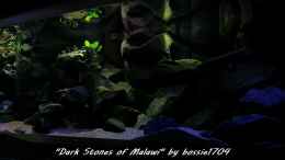 aquarium-von-bossie1704-dark-stones-of-malawi---nur-noch-als-beispiel_Spät nachmittgs über Dark Stones 22.12.12