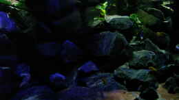 aquarium-von-bossie1704-dark-stones-of-malawi---nur-noch-als-beispiel_Becken- (Farb-)übergang von tief nach flach...