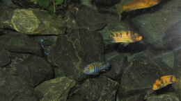 aquarium-von-bossie1704-dark-stones-of-malawi---nur-noch-als-beispiel_Buntes Treiben...