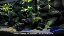 aquarium-von-bossie1704-dark-stones-of-malawi---nur-noch-als-beispiel_20.12.12 Gesamtansicht zur Mittagszeit