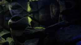 aquarium-von-bossie1704-dark-stones-of-malawi---nur-noch-als-beispiel_20.12.12 Sieht aus wie eine Höhle