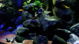 aquarium-von-bossie1704-dark-stones-of-malawi---nur-noch-als-beispiel_Buntes Treiben in der Mittagssonne