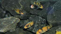aquarium-von-bossie1704-dark-stones-of-malawi---nur-noch-als-beispiel_Und hier fast der gesamte Harem...