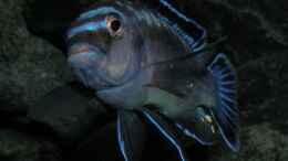 aquarium-von-bossie1704-dark-stones-of-malawi---nur-noch-als-beispiel_Johannii-Bock 9.1.2013 in voller Flossenpracht