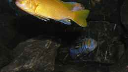 aquarium-von-bossie1704-dark-stones-of-malawi---nur-noch-als-beispiel_9.1.2013