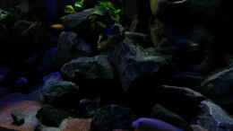 aquarium-von-bossie1704-dark-stones-of-malawi---nur-noch-als-beispiel_Beckenmitte in der Dämmerung