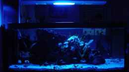 aquarium-von-robert-schlecht-becken-2031_Becken mit blauer Beleutung