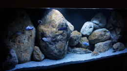 aquarium-von-andreas32-malawi-nur-noch-beispiel_