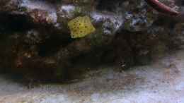 aquarium-von-rene-rohrer-becken-20377_Halichoeres Irdis- Regenbogenjunker zusammen mit dem Koffer