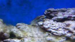Aquarium einrichten mit Mein Algenblenny Salarias Fasciatus . Namens Knut