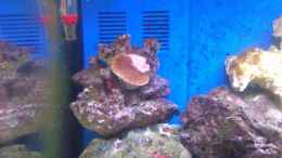 Aquarium einrichten mit Montipora- Kurzpolypige Steinkoralle