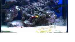 aquarium-von-rene-rohrer-becken-20377_Mein Nano Riff