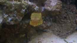 Foto mit Ostracion Cubicus- Gewöhnlicherkofferfisch und Röhrenwurm