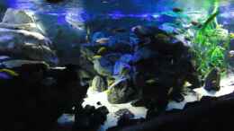 aquarium-von-mbuna-mick-mbuna-bay-of-darkness_Update 16.06.12 Ansicht linke Beckenhälfte