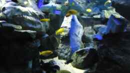 aquarium-von-mbuna-mick-mbuna-bay-of-darkness_Update 18.06.12 Granitfels 45 cm länglich linke Beckenhälf