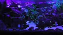 aquarium-von-mbuna-mick-mbuna-bay-of-darkness_HQL komplett abgeschaltet / Becken bei Blaulicht
